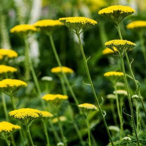 Fernleaf Yarrow Parker's Variety - Achillea filipendulina 15cm