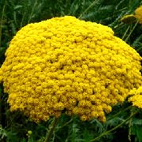 Fernleaf Yarrow Parker's Variety - Achillea filipendulina 15cm - Image 2