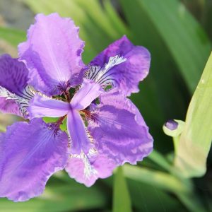 IRIS SIBERICA