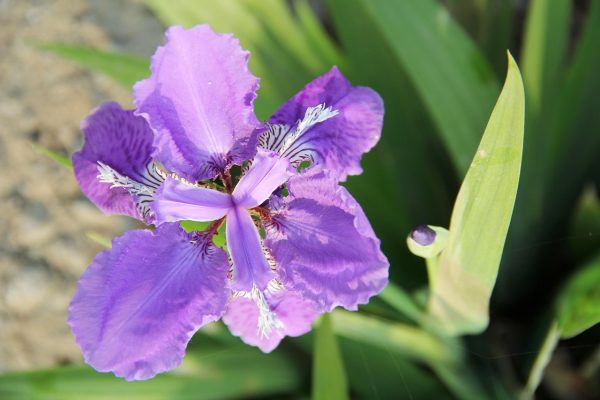 IRIS SIBERICA