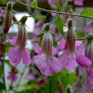 Chinese Foxglove - Rehmannia elata 15cm