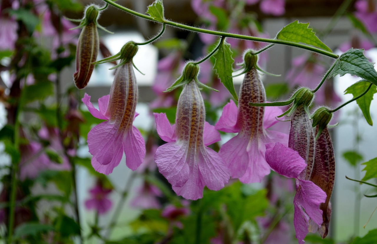 Chinese Foxglove - Rehmannia elata 15cm