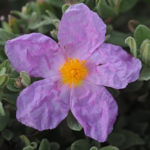 Cistus Silvery Pink - Cistus 15cm