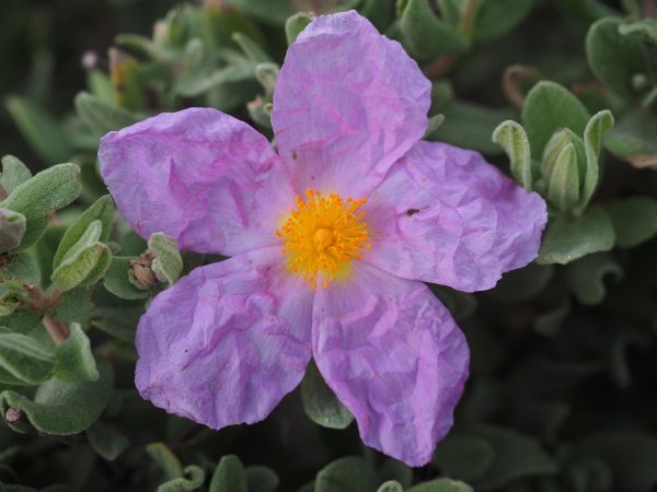 CISTUS (Silvery pink) 15cm