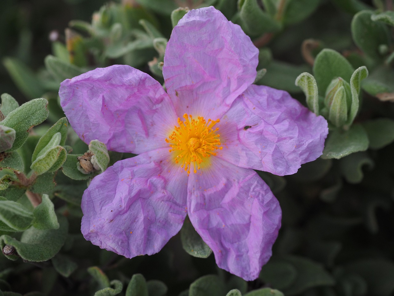 Cistus Silvery Pink - Cistus 15cm