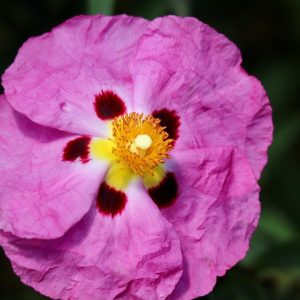 Cistus Brilliancy - Cistus 15cm