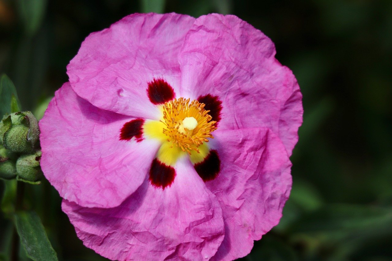 Cistus Brilliancy - Cistus 15cm
