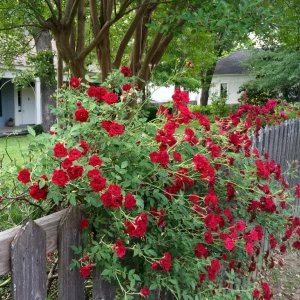 Rose Red Cascade Groundcover - Rosa 17cm