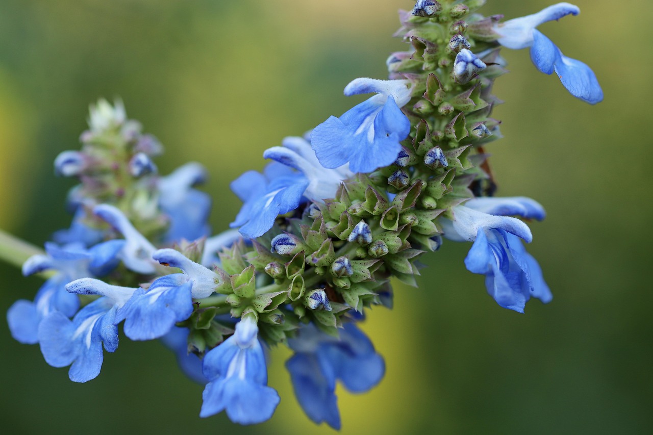 Salvia Il Cielo - Salvia 17cm
