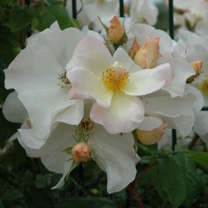 Rose Sally Holmes Spreading Shrub - Rosa 17cm