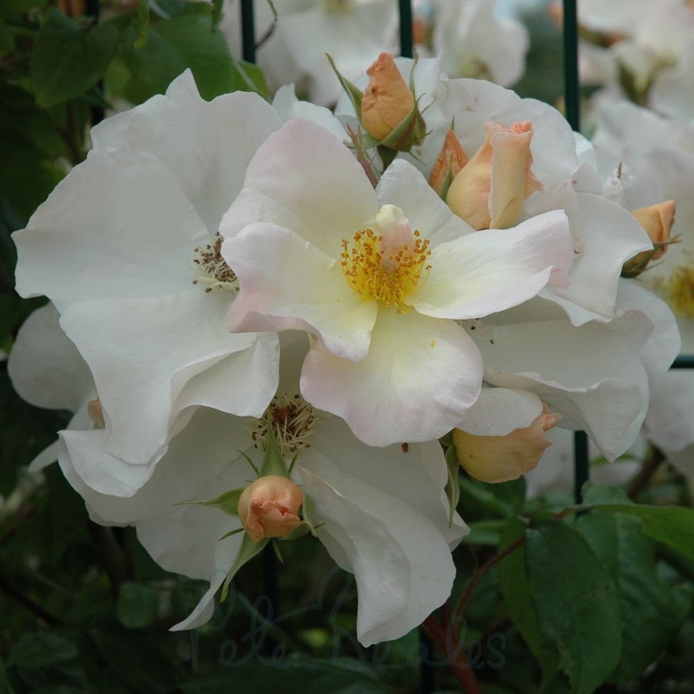 Rose Sally Holmes Spreading Shrub - Rosa 17cm
