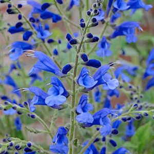 Salvia Beautiful Blue - Salvia 15cm