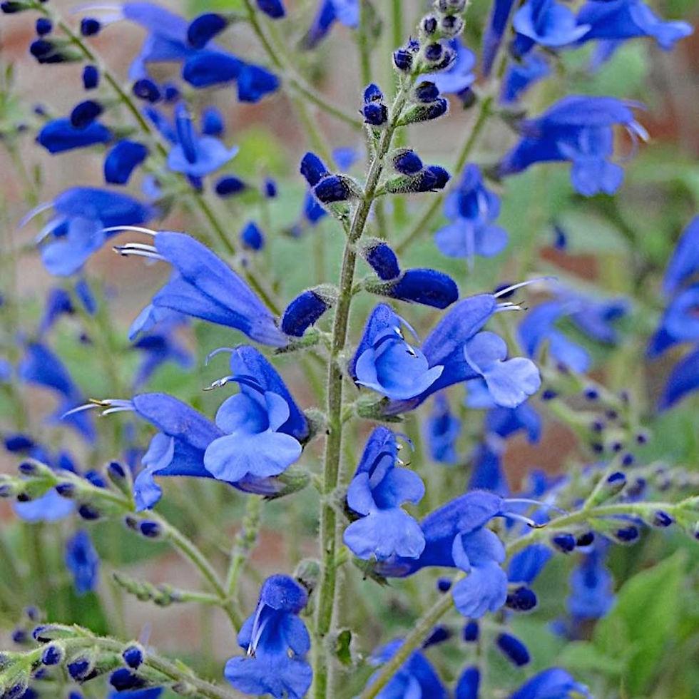 Salvia Beautiful Blue - Salvia 15cm