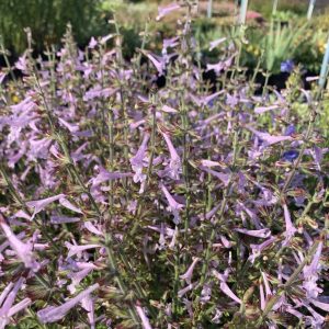 Salvia Rough Blue Sage - Salvia scabra 15cm