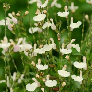 SALVIA GREGGII (Cream) 15cm
