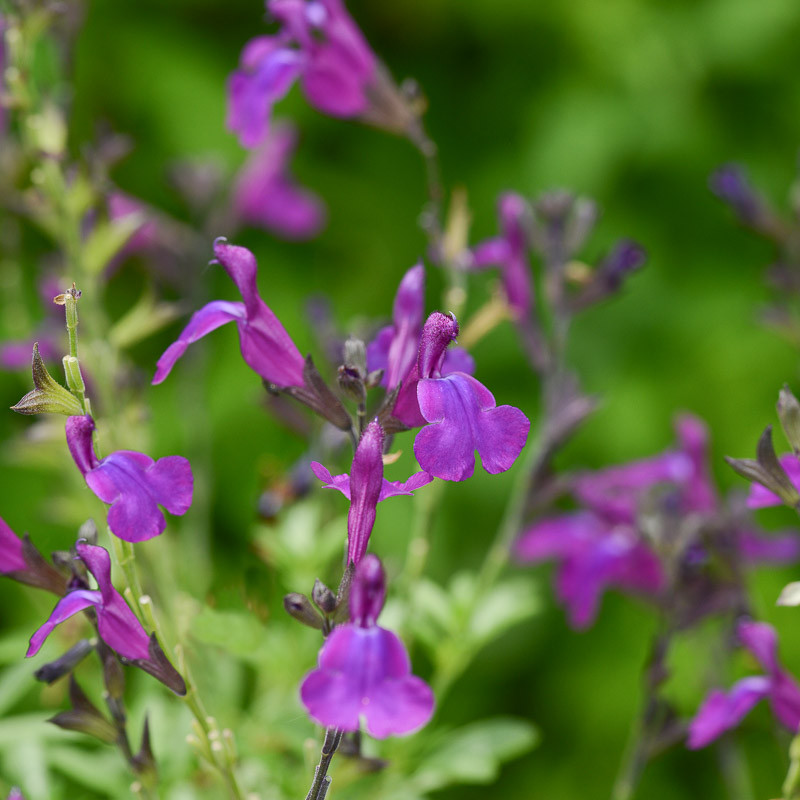 salvia
