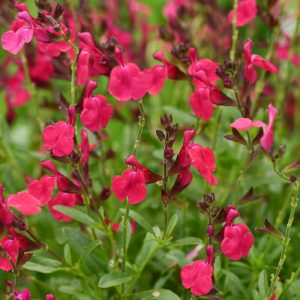 Salvia Rose - Salvia greggii 15cm