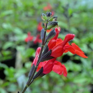 salvia