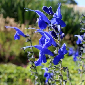 Salvia Large-Leaf Sage Callie - Salvia macrophylla 17cm