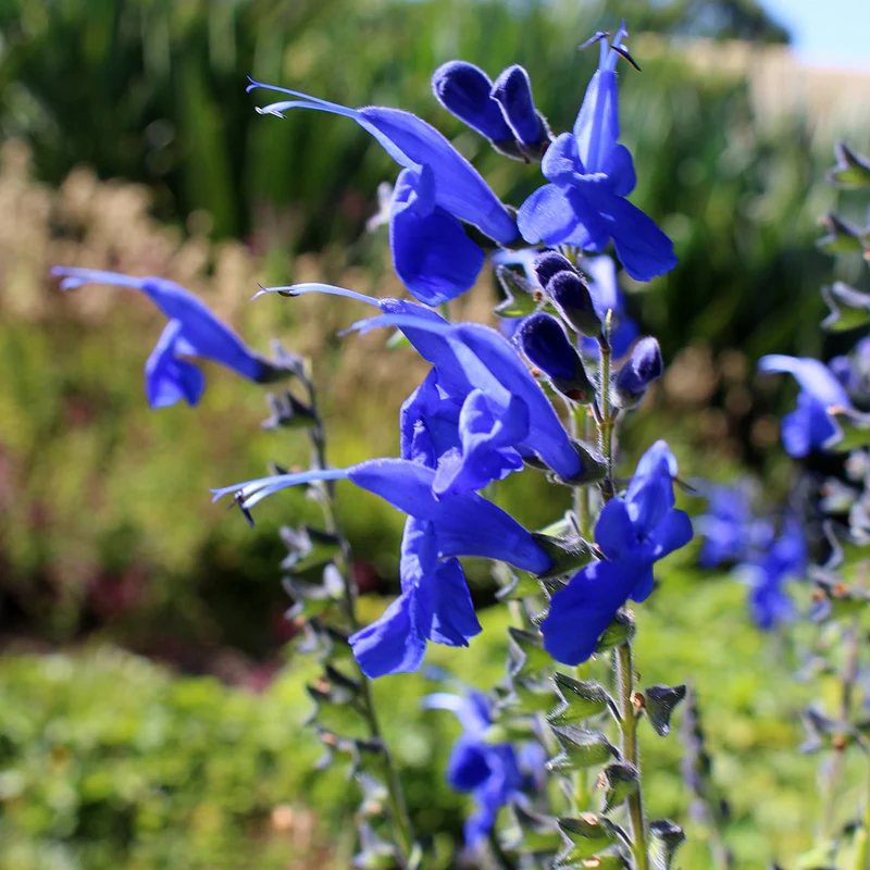 Salvia Large-Leaf Sage Callie - Salvia macrophylla 17cm