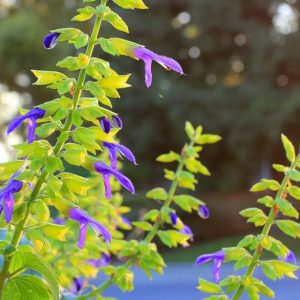 SALVIA MEXICANA "Limelight" 17cm