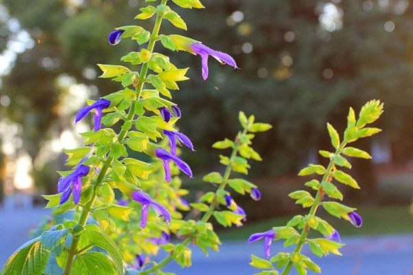 SALVIA MEXICANA "Limelight" 17cm