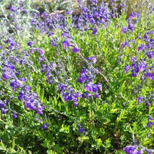 Salvia Purple Pastel Dark - Salvia greggii 15cm