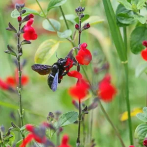 Salvia Royal Bumble - Salvia greggii 15cm