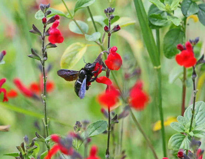 Salvia Royal Bumble - Salvia greggii 15cm