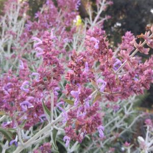 Salvia Canary Island - Salvia canariensis 17cm
