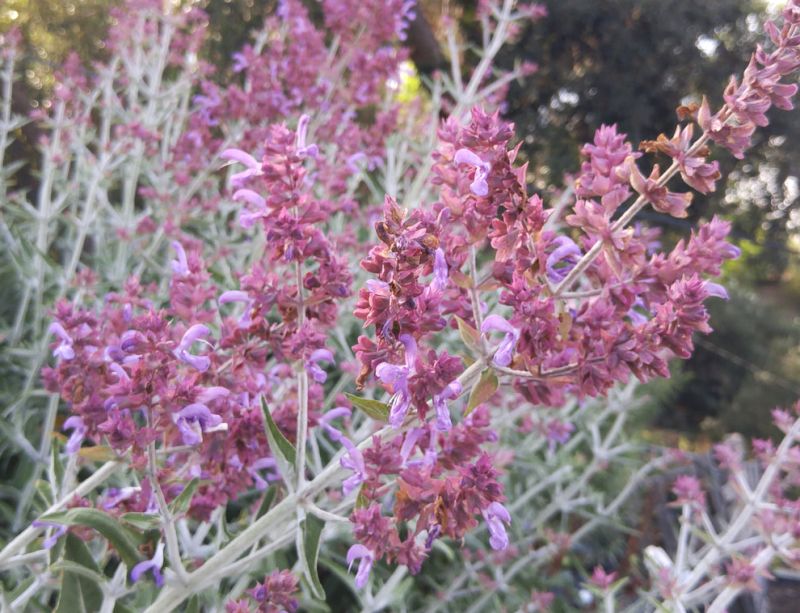 Salvia Canary Island - Salvia canariensis 17cm