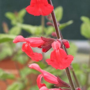 Salvia Silkes Dream - Salvia 15cm