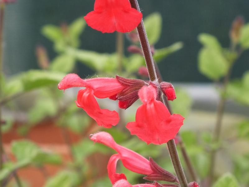 Salvia Silkes Dream - Salvia 15cm