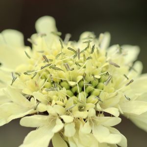 CEPHALARIA GIGANTEA