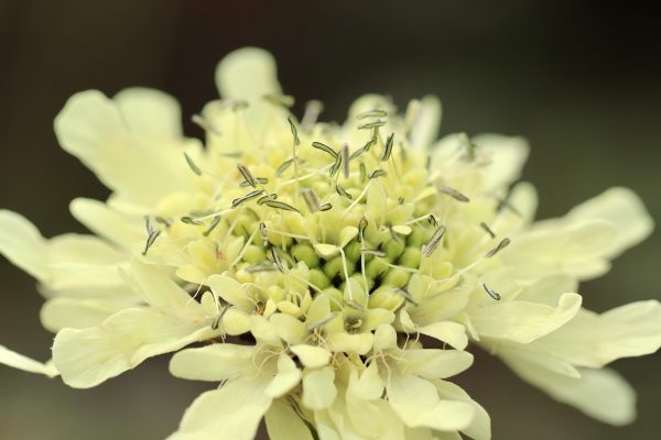 CEPHALARIA GIGANTEA