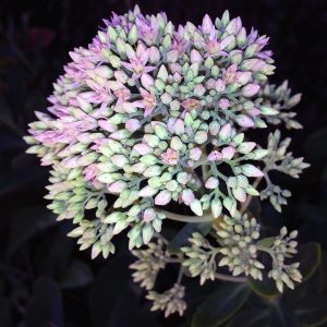 Sedum Pink - Sedum spectabile 17cm