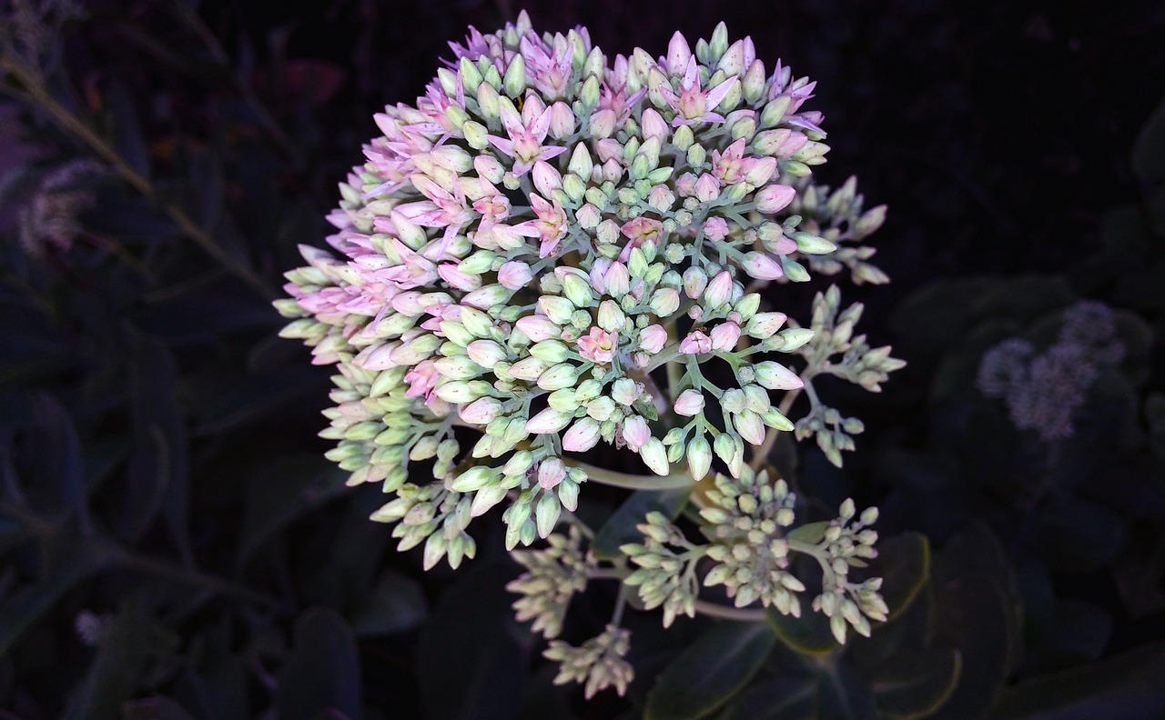 Sedum Pink - Sedum spectabile 17cm