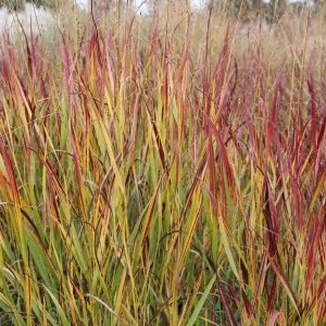 PANICUM VIRGATUM "Shenandoah" (Red tips to leaves) 17cm