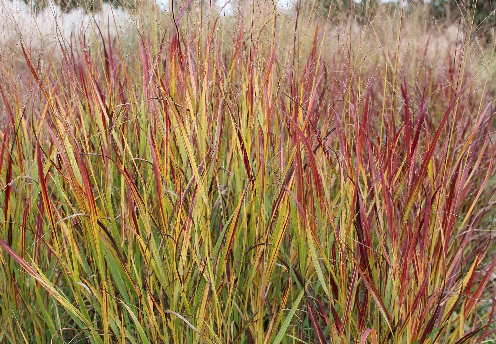 Switch Grass Shenandoah Red Tips to Leaves - Panicum virgatum 17cm