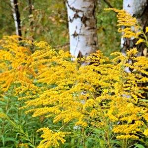 Goldenrod - Solidago 15cm