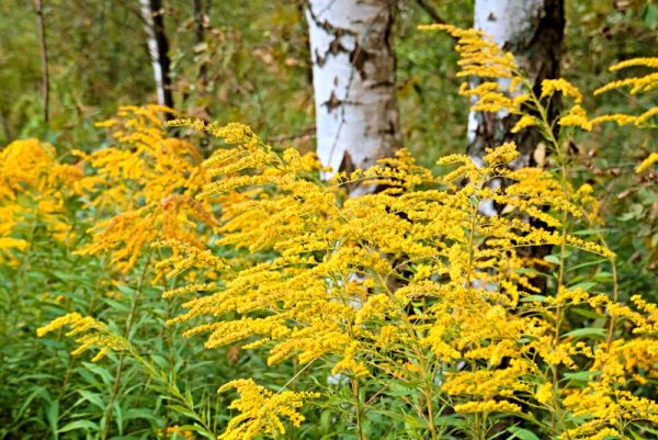 SOLIDAGO "Golden rod" 15cm