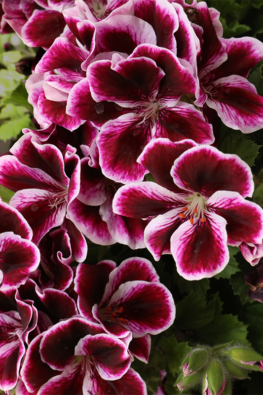 PELARGONIUM “Regal” (White with dark eye)