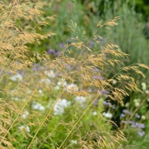 Giant Feather Grass - Stipa gigantea 17cm