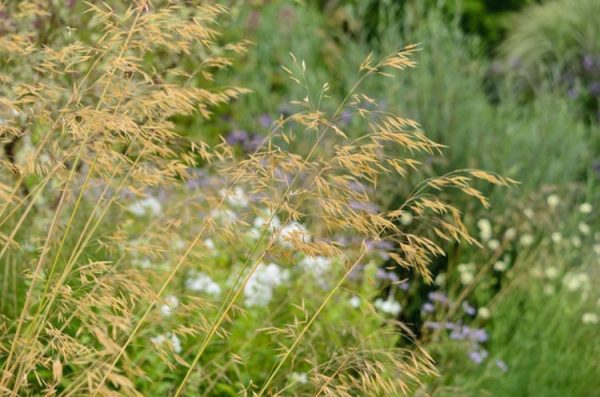 STIPA GIGANTEA Giant feather grass17cm