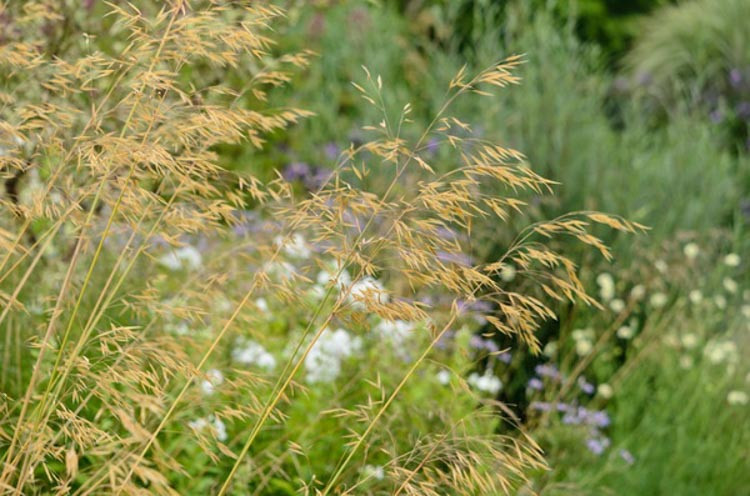 Giant Feather Grass - Stipa gigantea 17cm
