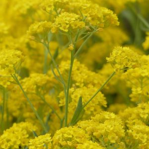 ALYSSUM SAXATILE