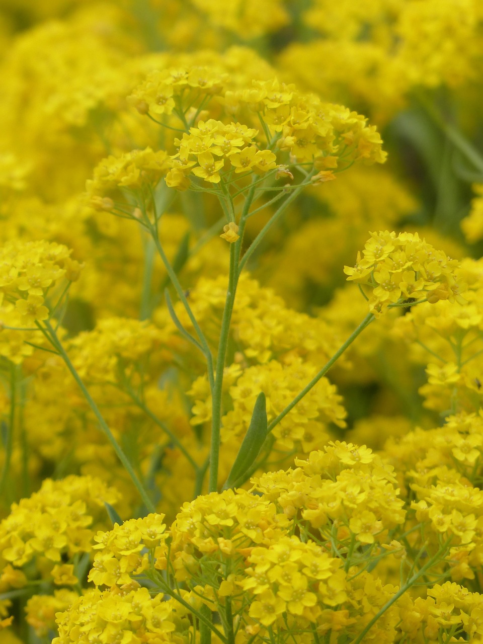 ALYSSUM SAXATILE