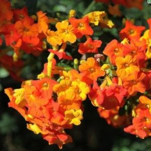 Marmalade Bush Yellow - Streptosolen jamesonii 15cm
