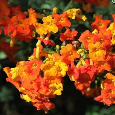 Marmalade Bush Yellow - Streptosolen jamesonii 15cm