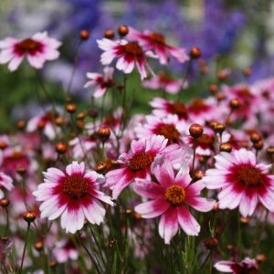 Coreopsis Sweet Dreams Two Tone Pink - Coreopsis spp 15cm